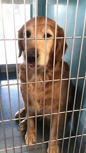 19K views · 340 reactions | #A5221238 SPARKY 5 yr old boy has been here before.臘‍♀️ Available 11-24 if the owner doesn’t show.  For info please call 626-962-3577 and push 5,2,2 and have ID number ready. Baldwin Park Animal Care Center 4275 N. Elton Street Baldwin Park, California 91706 Mon thru Thurs: 12-7 pm Fri thru Sun: 10-5pm animalcare.lacounty.gov | Saving Baldwin Park Shelter Dogs | Facebook