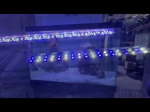 CURRENT USA 18-24" Inch Orbit Marine IC LED Saltwater Reef Marine Aquarium Light set up review