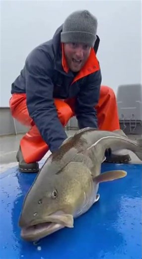 Largest Atlantic Cod