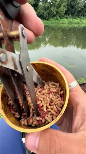 Appât de dingue pour la pêche : comment l’utiliser et attirer plus de poissons
