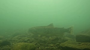 1.2M views · 17K reactions | SPLASH REPORT: Adult winter-run Chinook...