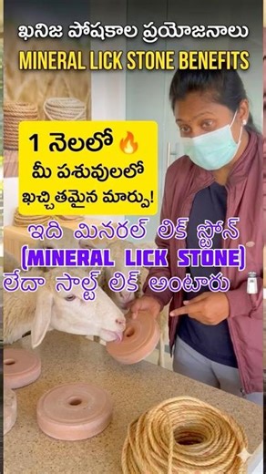 #hmfarmkhammam #anime #womenempowerment #women #sheep #goat #work #farming #farm #cow #womanfarmer