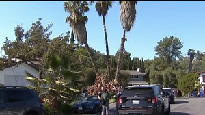 Tree Trimmer Killed While Working on 80-Foot Palm Tree in Bonita