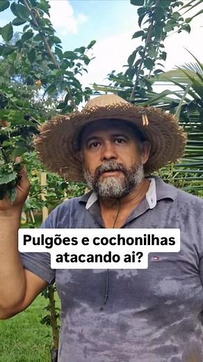132K views · 16K reactions | Para fazer 2 litros de inseticida vai usar 50ml de óleo vegetal e 100 ml de detergente neutro. Fazer como no vídeo. Vem comigo. #campo #agro #roça #solo #plantas #oagronomodevera | O Agronomo Vera Isnael Nonato | Facebook