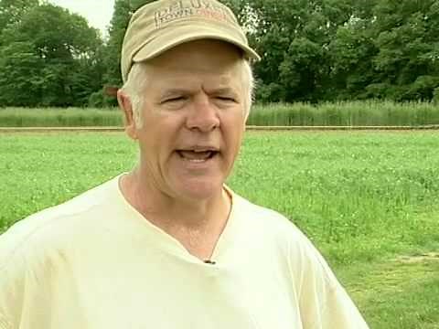 Spring Field Pea and Oats from Vegetable Farmers and their Innovative Cover Cropping Techniques