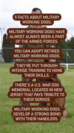 Army K9 Dog After Retirement 🇺🇸 | A Hero’s New Life Begins #truewarriors #military #k9unit