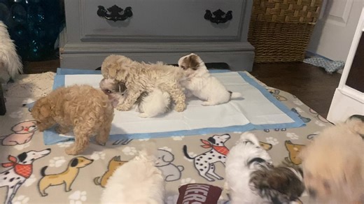 Adorable Maltipoo Puppies Available for Adoption