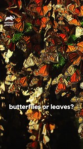 1.2K views · 23 reactions | Calling out all butterfly lovers! 曆 The...