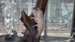 Introducing the Vampire Shrimp, a fascinating addition to any aquarium! 🦐 With its striking appearance and peaceful nature, this filter-feeder not only beautifies your tank but also keeps it clean by consuming detritus and algae. A mysterious yet magnificent creature that’s perfect for any aquatic enthusiast. 🌊🌟 #AquariumHobby #FreshwaterShrimp | Pet Zone Tropical Fish, San Diego, California