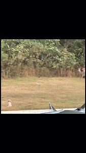 13 reactions | Golden toy cockapoo is the breed Attacking is the deed. If you family friendly guard dog, go get on the waiting list. @macedonia.doodle.farm #goldentoycockapoo #gaurddog #Bullgerfit #deerdog | Lane Bulger | Facebook