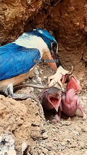 Kingfisher baby eats large lizards #birds #kingfisher #nationalgeopark