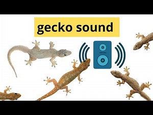 the sound of gecko at night || Lizard sound
