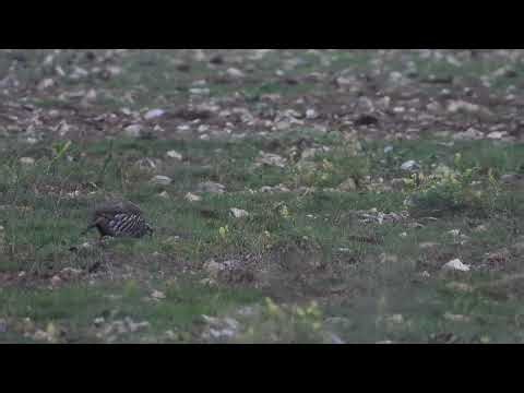 Red-legged Partridge, Norfolk, 28/9/25