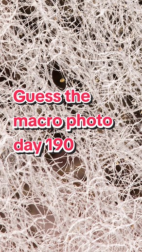 Can you guess this macro photo? #macrophotography #photography