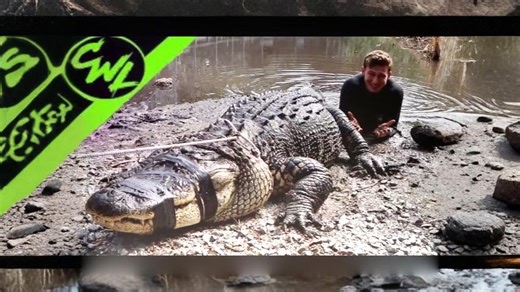 Handling a 500-Pound Alligator