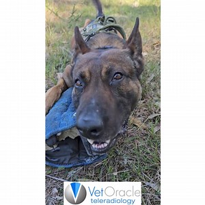 TRIGEMINO-ABDUCENS SYNKINESIS Fascinating MRI and accompanying video sent to us at Vet Oracle Teleradiology for reporting by Dr Frank Gold from Veterinary Specialists of Sydney, Australia. 4yr old Belgian Shepherd with a history of head trauma a few weeks prior to presentation. Dog developed the next day on recovery the issue shown on the video. Neurological examination is normal. However whenever the dog is chewing on something both third eyelid protrude. No discomfort was noticed when eating f