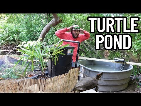 DIY Turtle Pond Build! (Part 1)
