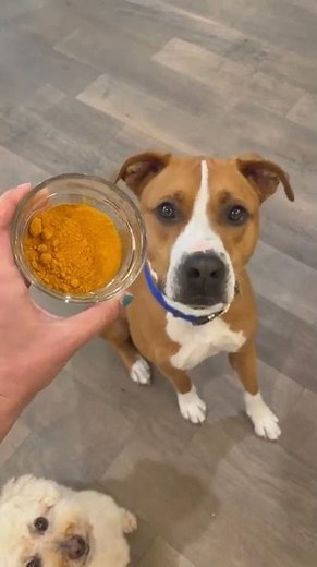 Can dogs have turmeric?
