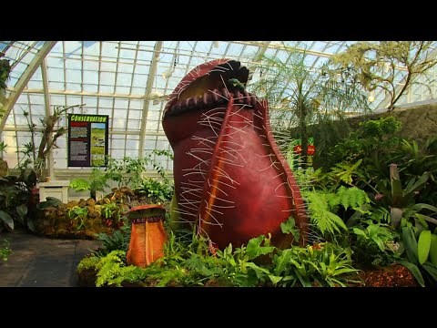 Die 4 gefährlichsten Pflanzen der Welt!