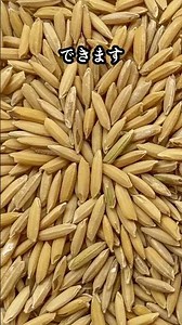 マイクロバブル洗米で「うまみ層」を残す炊飯ライン#食品工場 #ほんまかいな #マイクロバブル #省エネ #炊飯ライン #導入実績 #SII #補助金＃お米マイスター