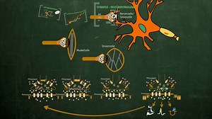 Unterschied zwischen chemischer und elektrischer Synapse | Chemische vs elektrische Synapse - Wissenschaft & Natur 2025