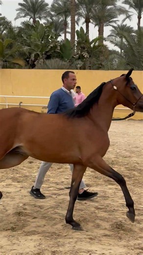 خيل عربي دم حر