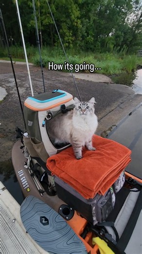 Brian T. Johnson | Landscape/Travel Photographer 📸 on Instagram: "And this is only the first year! #Adventurecat #catfishing #cat #fishing"