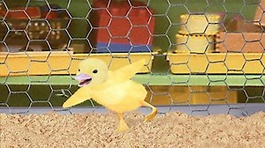 Watch Wonder Pets Season 1 Episode 6 - Save the Caterpillar!/Save the Crane!