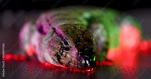 Giant, white & black female Tegu Lizard lying on metal sheet, getting sprayed with water, licking it up & sticking out its fork tongue while in slow motion and lit up with different studio lights. 4k