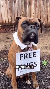 85K views · 4.4K reactions | A Dogs Love #dogs #love #doglove | Boxer Madness | Facebook