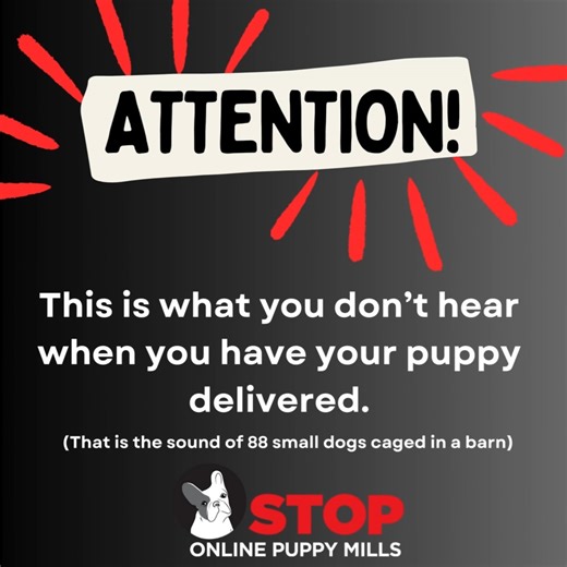 2.7K views · 24 reactions | Any breeder can be a puppy mill and it is...