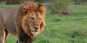 34K views · 1.1K reactions | Male Lion on Epic Patrol (Mandevu) | The Virtual Safari #319 Reserve your Tintswalo Safari experience today: https://book.nightsbridge.com/23209 | Tintswalo Safari | Facebook