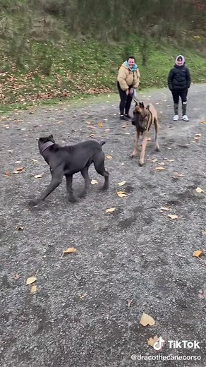 DracoTheCaneCorso on TikTok