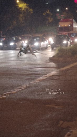 Throwback to 2020 when I posted these creature sightings and they ended up on the news. #creature | Scary Encore