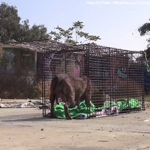 Rescuing a family of dogs!! 🐕💖😍 | We Love Dogs & Puppies