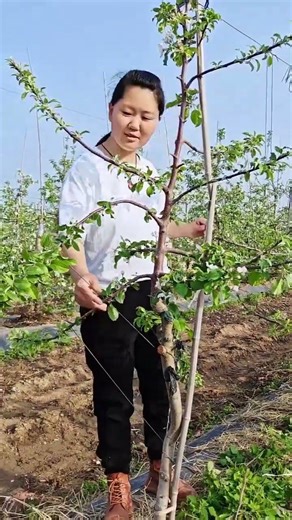 Farmers’ New Favorite Machine 🌳✂️ | Fruit Tree Branch Shaping Hack 🚜⚡