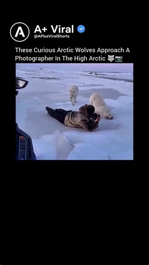 Curious Arctic Wolves Approach Photographer In The High Arctic