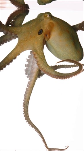 With details this mesmerizing, it's no surprise scientists are keen to uncover all they can about these mysterious creatures 🐙 See more from photographer David Liittschwager's inside look at the latest research: https://on.natgeo.com/4bCOWRt #SecretsOfTheOctopus, narrated by Paul Rudd, is now streaming on Disney and Hulu. | National Geographic