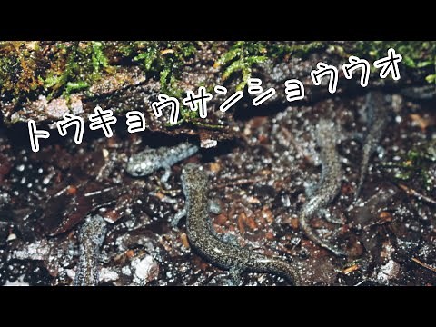 トウキョウサンショウウオの飼育