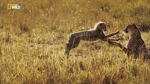 76K views · 697 reactions | La vie sauvage ne se limite pas à 90 minutes de jeu. | Nat Geo Wild France | Facebook