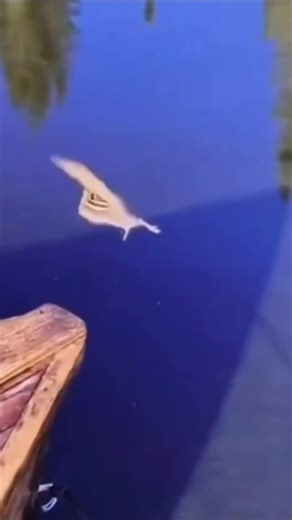 Steven 🇻🇳 Vu on Instagram: "the chipmunk is okay 👍🏼 . . . #fyp #funny #comedy #relatable #meme"