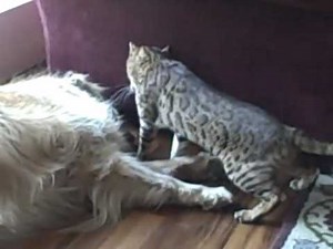 Angry Bengal cat beats up dog