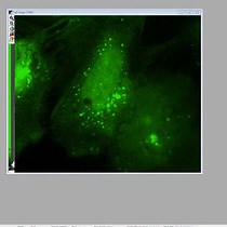 Video: Quantitative Localization of a Golgi Protein by Imaging Its Center of Fluorescence Mass