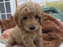 Cavapoo puppy - £1,600