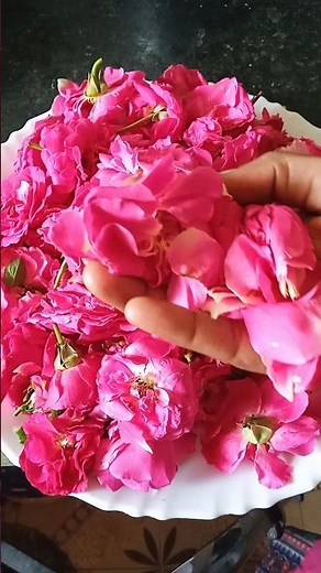 Homemade Rose Milk || How to make Rose Milk // Rose Milk Essence at Home #cookwithpadma #shrots