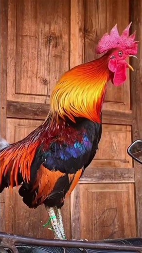 Nice Rooster Animal Sound | Funny Animal Short Video #shorts
