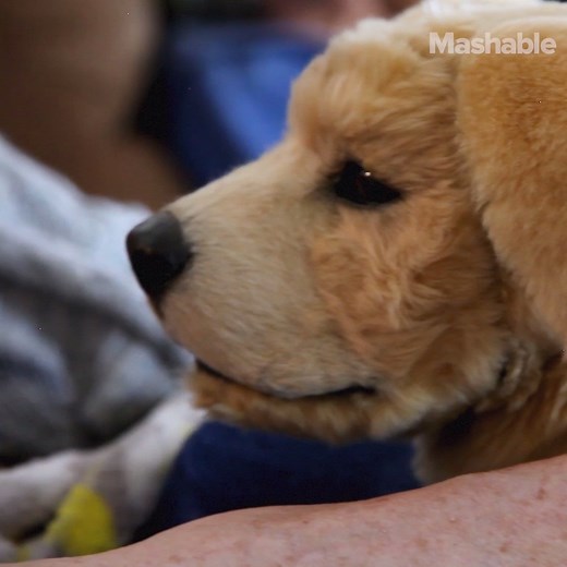 This robotic puppy is an emotional support pet, and it's totally adorable. | Mashable