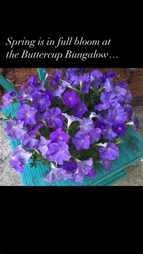 30 reactions · 16 comments | Life is starting to look a lot more colorful here at the Buttercup Bungalow thanks to some of my heirloom flowers and also some new patio pretties from @homedepot. 珞 #buttercupbungalow #blessed #springflowers #SpringHasSprung #Spring2024 #ncflowers #southernblooms #patioseason #barefootgardener #retiredandlovingit #coloringoutsideofthelines #HomeDepot | Buttercup Bungalow | Facebook