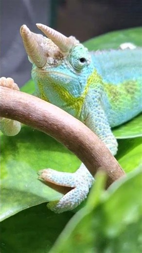 Chameleon#reptiles #カメレオン #變色龍 #爬蟲 #爬虫類#animals #카멜레온 #cute#パンサーカメレオン #팬서카멜레온#Bunglon#파충류#傑克森變色龍