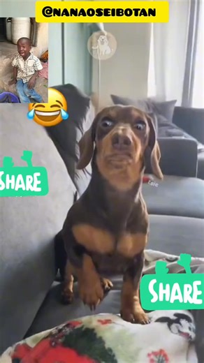 213K views · 4.8K reactions | Some funny dog reactions 藍   #voiceover #tv #funnyanimals #viralvideos #fbreelsfypシ゚ #TrustGod | Eric Osei | Facebook